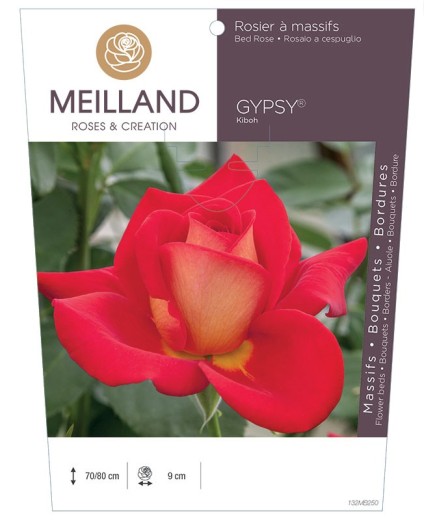 Rosier à massifs GYPSY ® Kiboh
