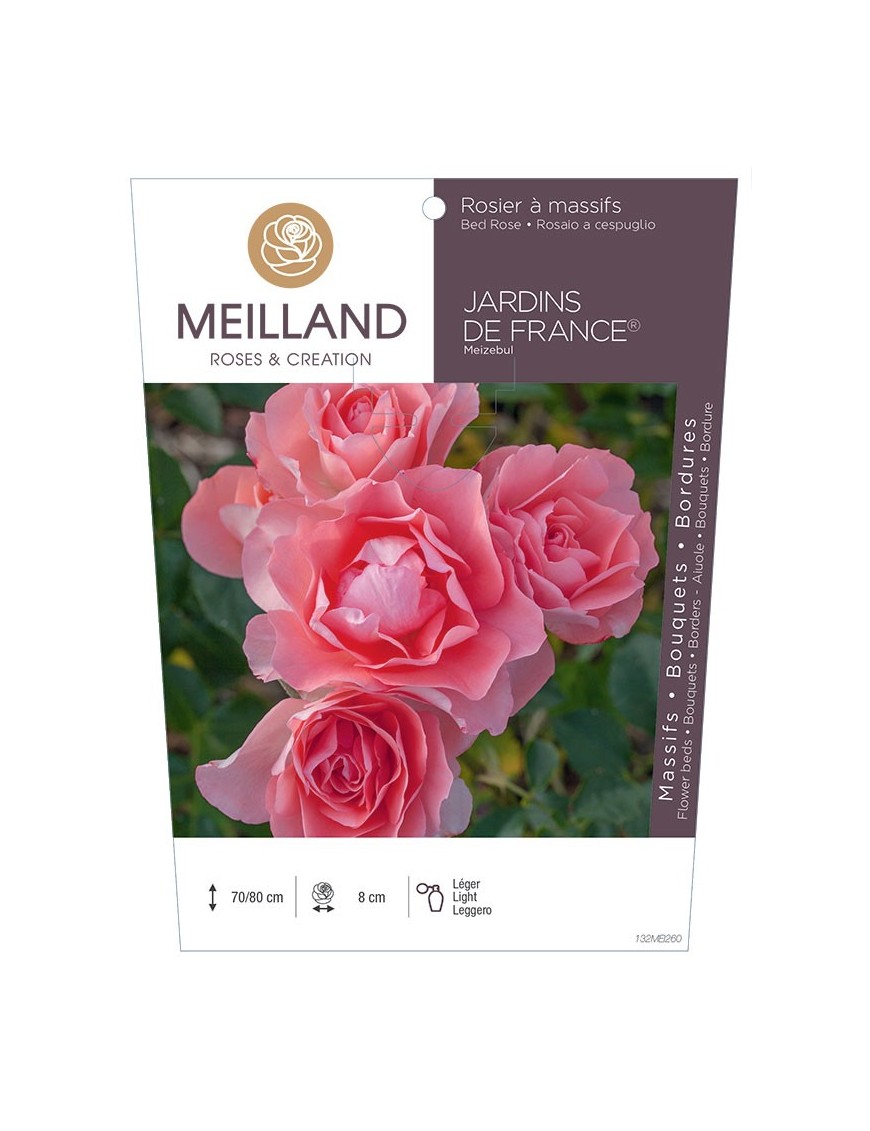 Rosier à massifs JARDINS DE FRANCE ® Meizebul