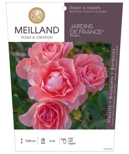 Rosier à massifs JARDINS DE FRANCE ® Meizebul