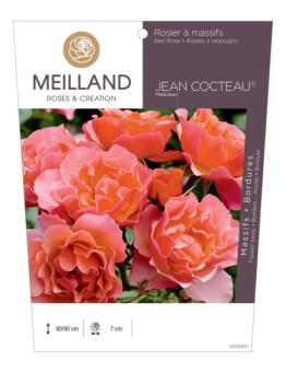 Rosier à massifs JEAN COCTEAU ® Meikokan
