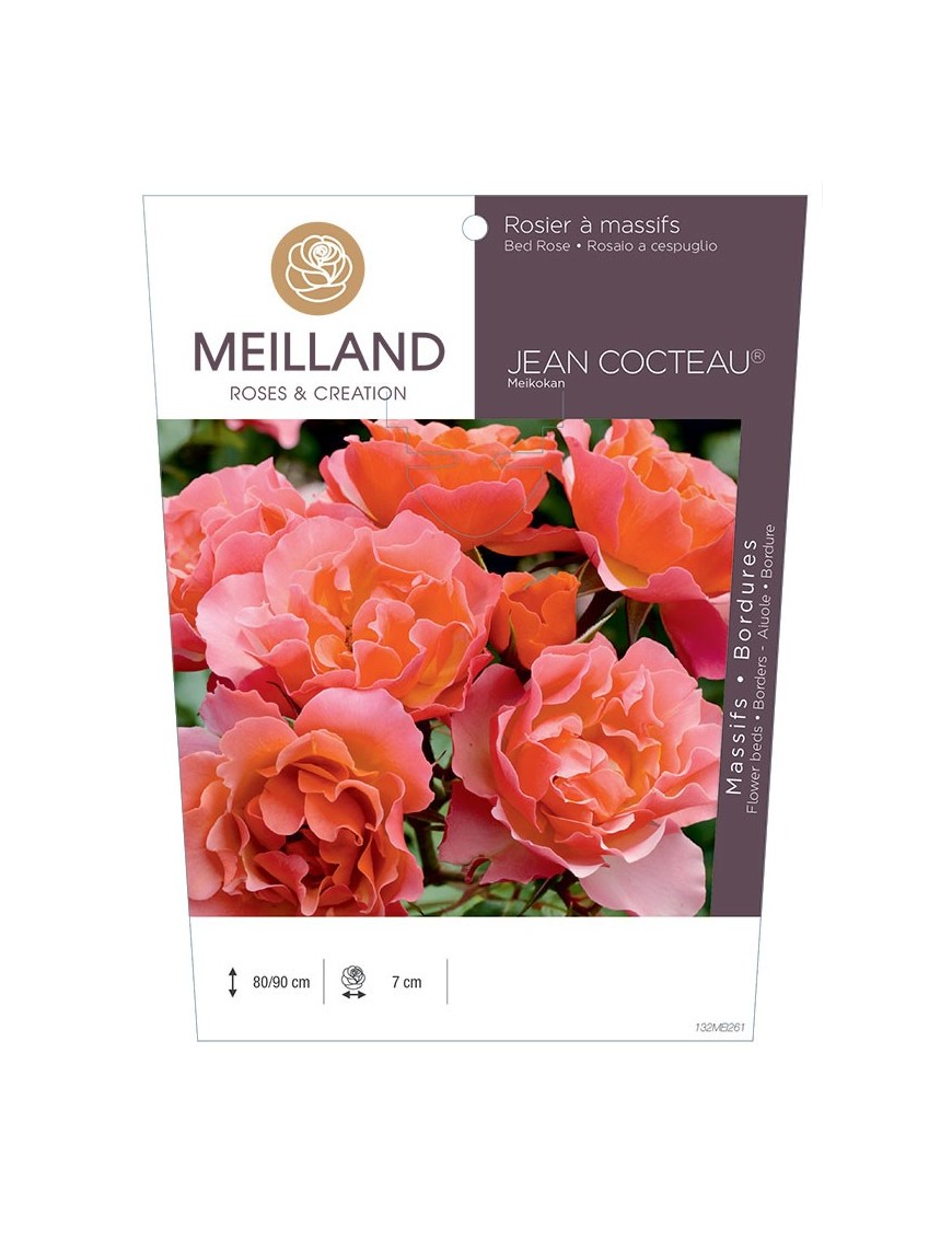 Rosier à massifs JEAN COCTEAU ® Meikokan