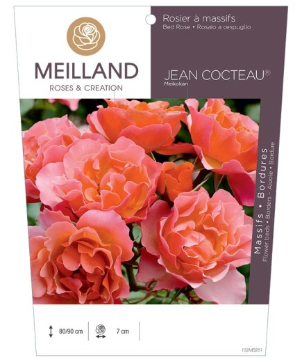 Rosier à massifs JEAN COCTEAU ® Meikokan