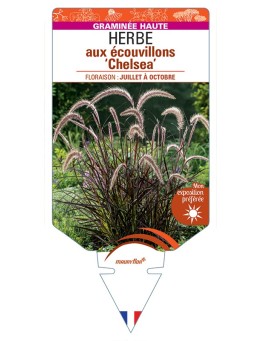 PENNISETUM advena Chelsea voir Herbe aux écouvillons