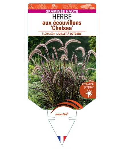 PENNISETUM advena Chelsea voir Herbe aux écouvillons