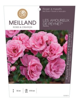 Rosier à massifs LES AMOUREUX DE PEYNET ® Meitobla