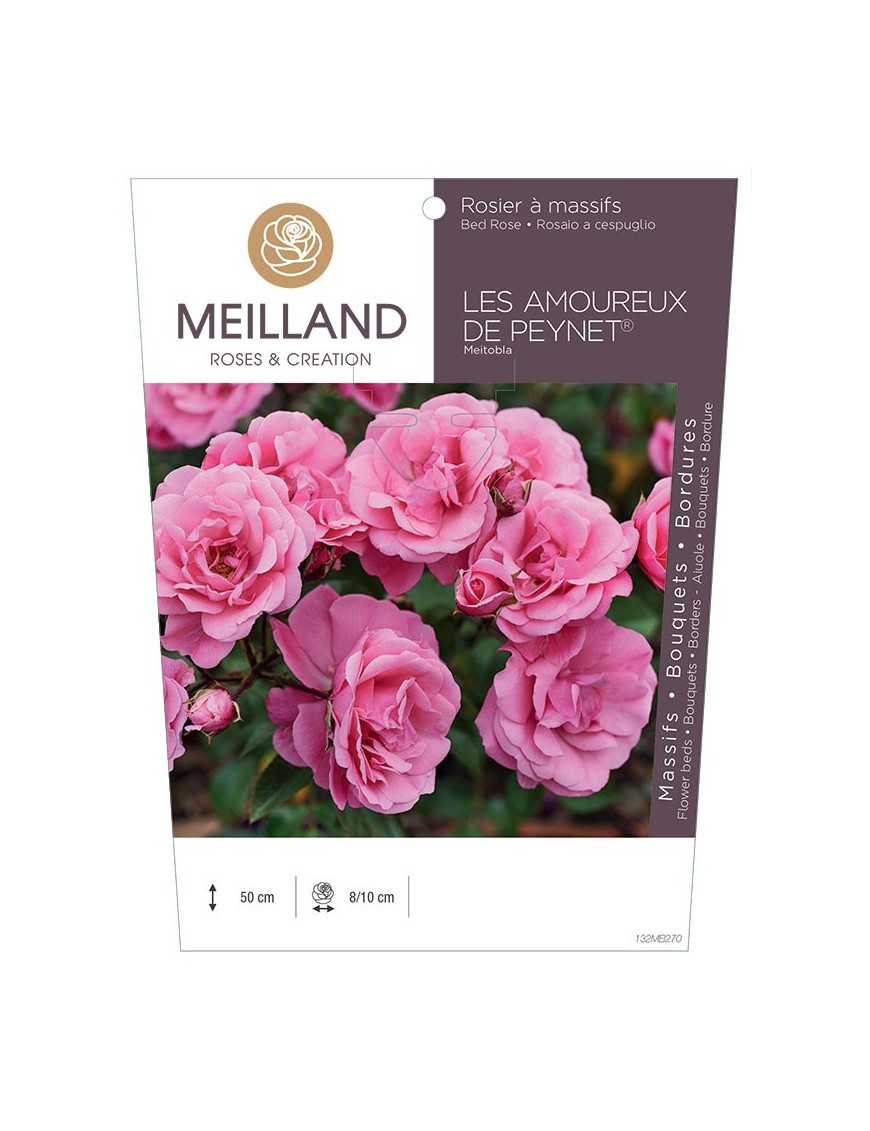Rosier à massifs LES AMOUREUX DE PEYNET ® Meitobla