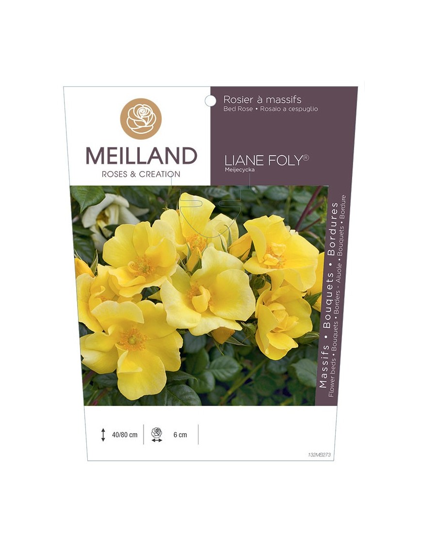 Rosier à massifs LIANE FOLY ® Meijecycka