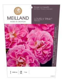 Rosier à massifs LOVELY PINK ® Meinoplius