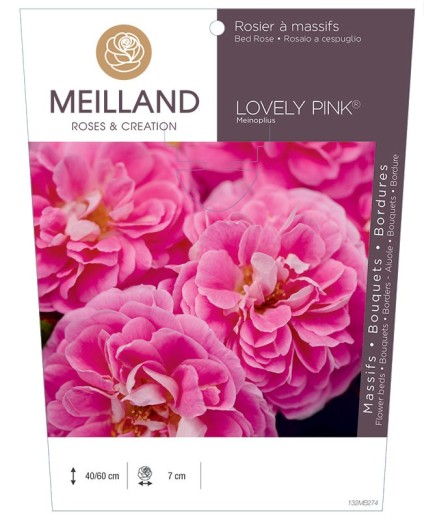 Rosier à massifs LOVELY PINK ® Meinoplius