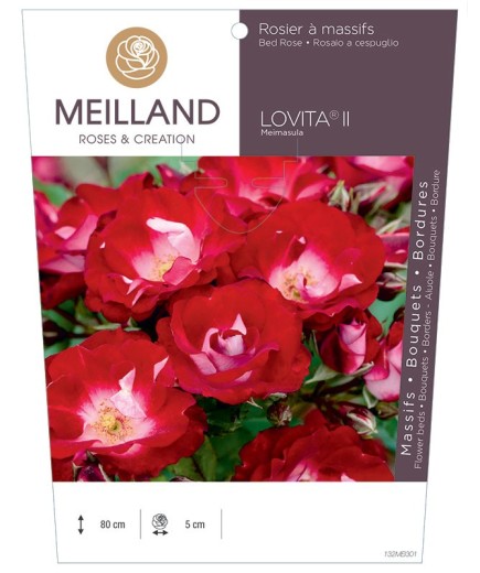 Rosier à massifs LOVITA ® II Meimasula