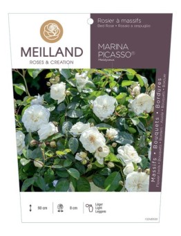 Rosier à massifs MARINA PICASSO ® Meidyceus