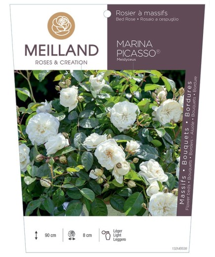 Rosier à massifs MARINA PICASSO ® Meidyceus
