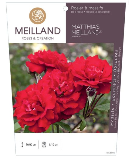 Rosier à massifs MATTHIAS MEILLAND ® Meifolio