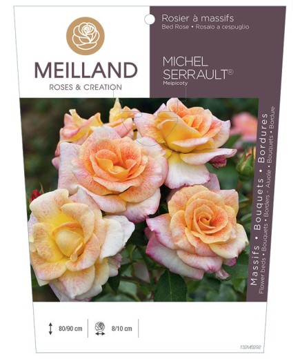 Rosier à massifs MICHEL SERRAULT ® Meipicoty