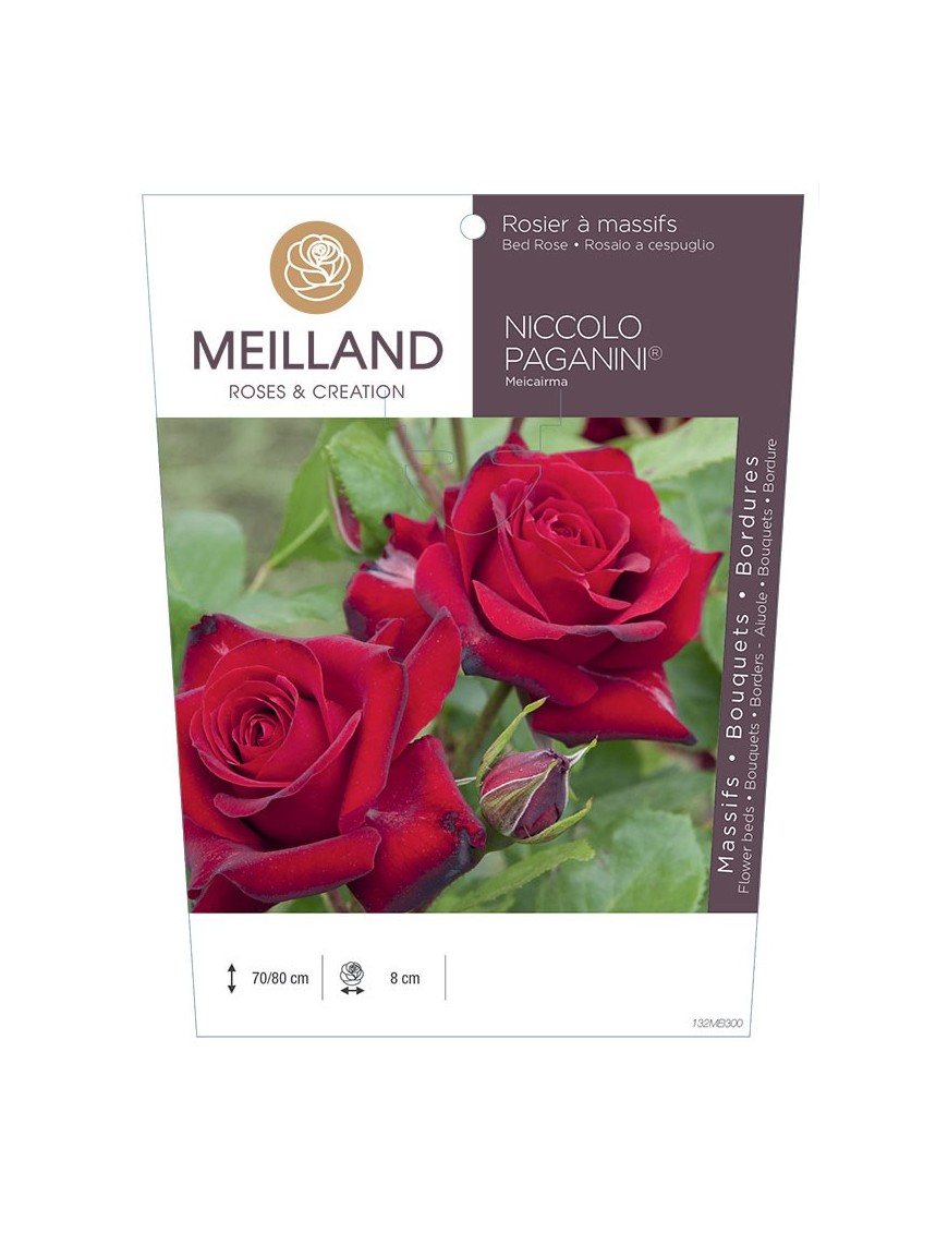 Rosier à massifs NICCOLO PAGANINI ® Meicairma