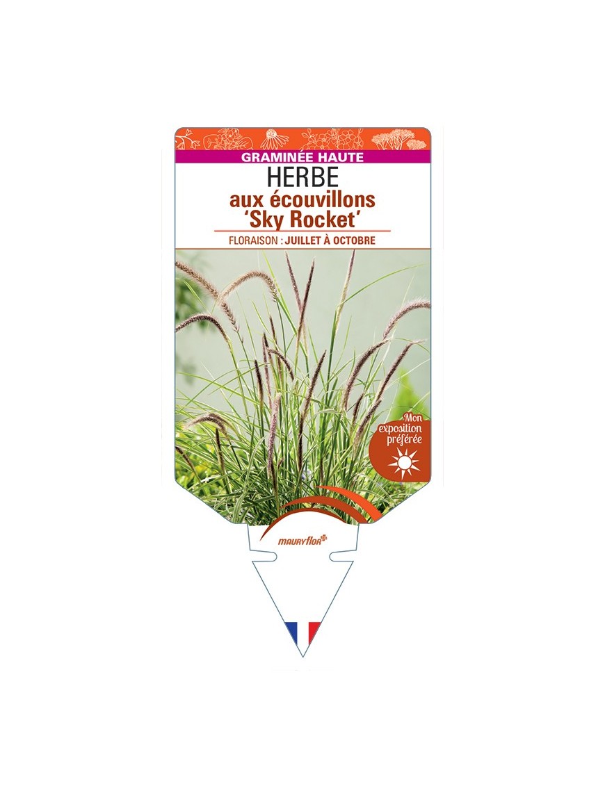 PENNISETUM advena Sky Rocket voir Herbe aux écouvillons