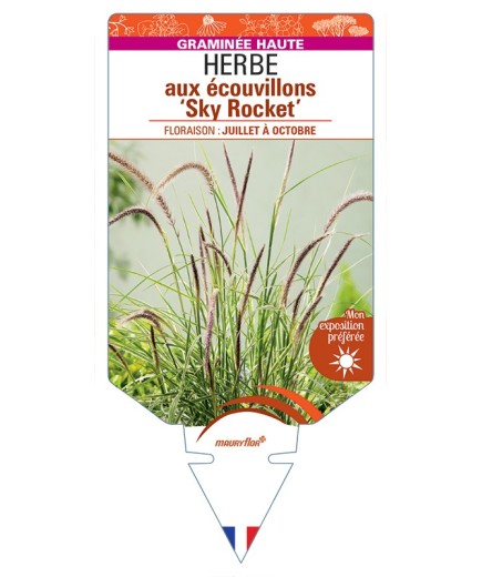 PENNISETUM advena Sky Rocket voir Herbe aux écouvillons