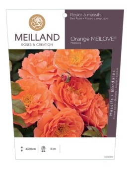 Rosier à massifs Orange MEILOVE® Meipluvia