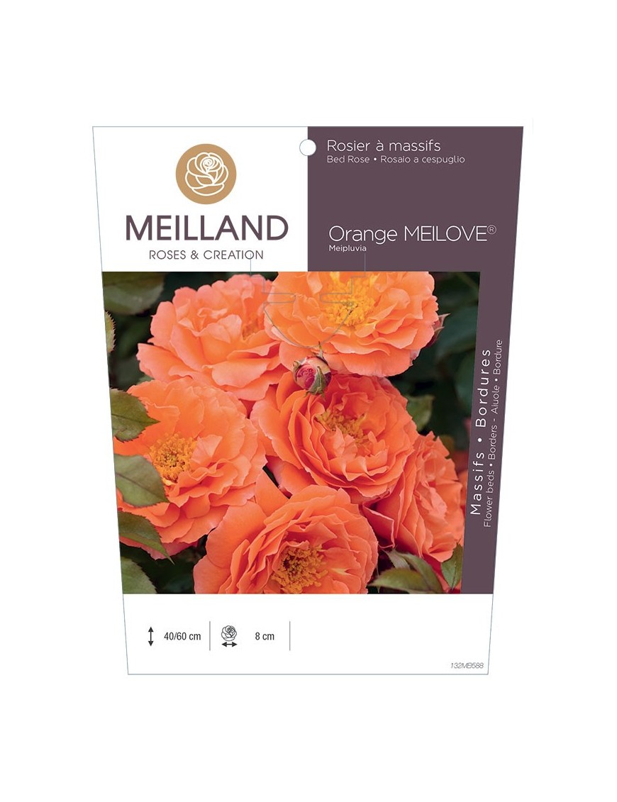 Rosier à massifs Orange MEILOVE® Meipluvia