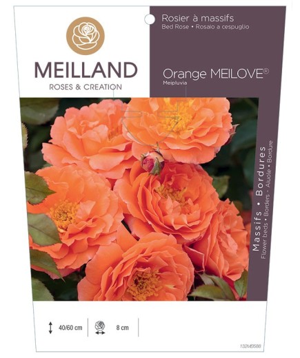 Rosier à massifs Orange MEILOVE® Meipluvia