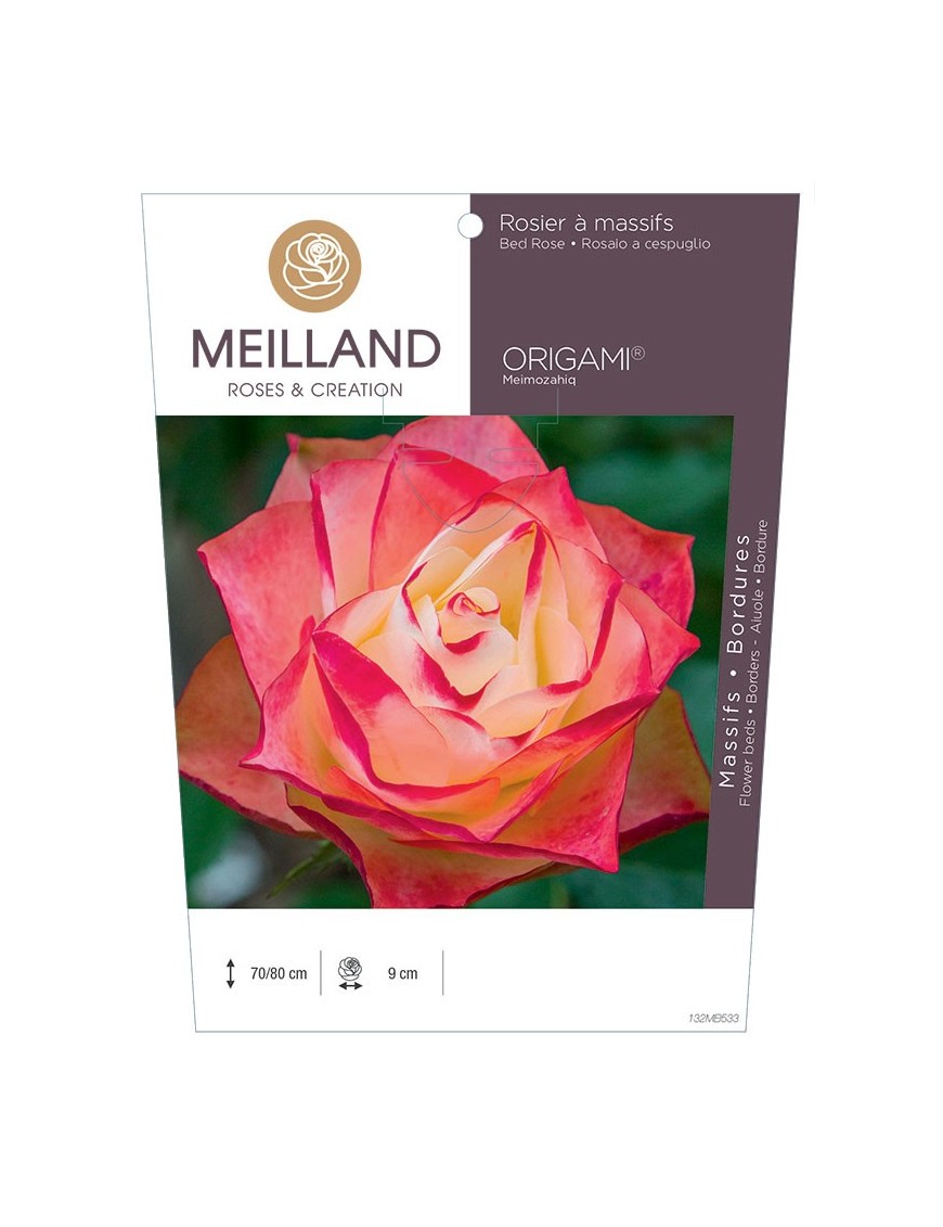 Rosier à massifs ORIGAMI ® Meimozahiq