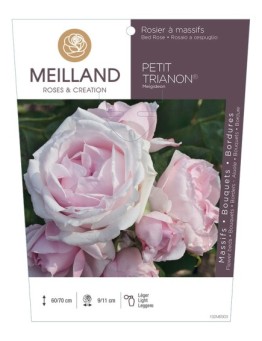 Rosier à massifs PETIT TRIANON ® Meigideon