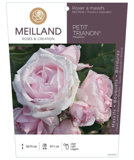 Rosier à massifs PETIT TRIANON ® Meigideon