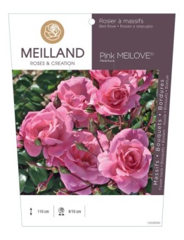 Rosier à massifs Pink MEILOVE® Meikifunk