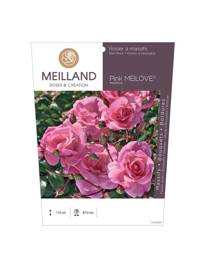 Rosier à massifs Pink MEILOVE® Meikifunk
