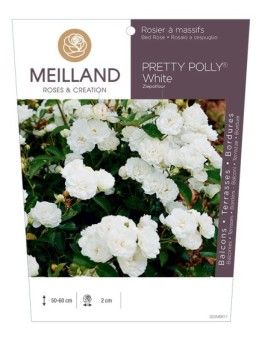 Rosier à massifs PRETTY POLLY® White Zlepolfour