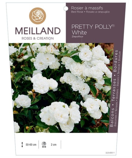 Rosier à massifs PRETTY POLLY® White Zlepolfour