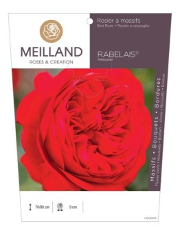 Rosier à massifs RABELAIS ® Meinusian