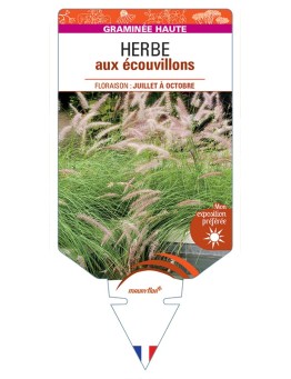 PENNISETUM advena voir Herbe aux écouvillons