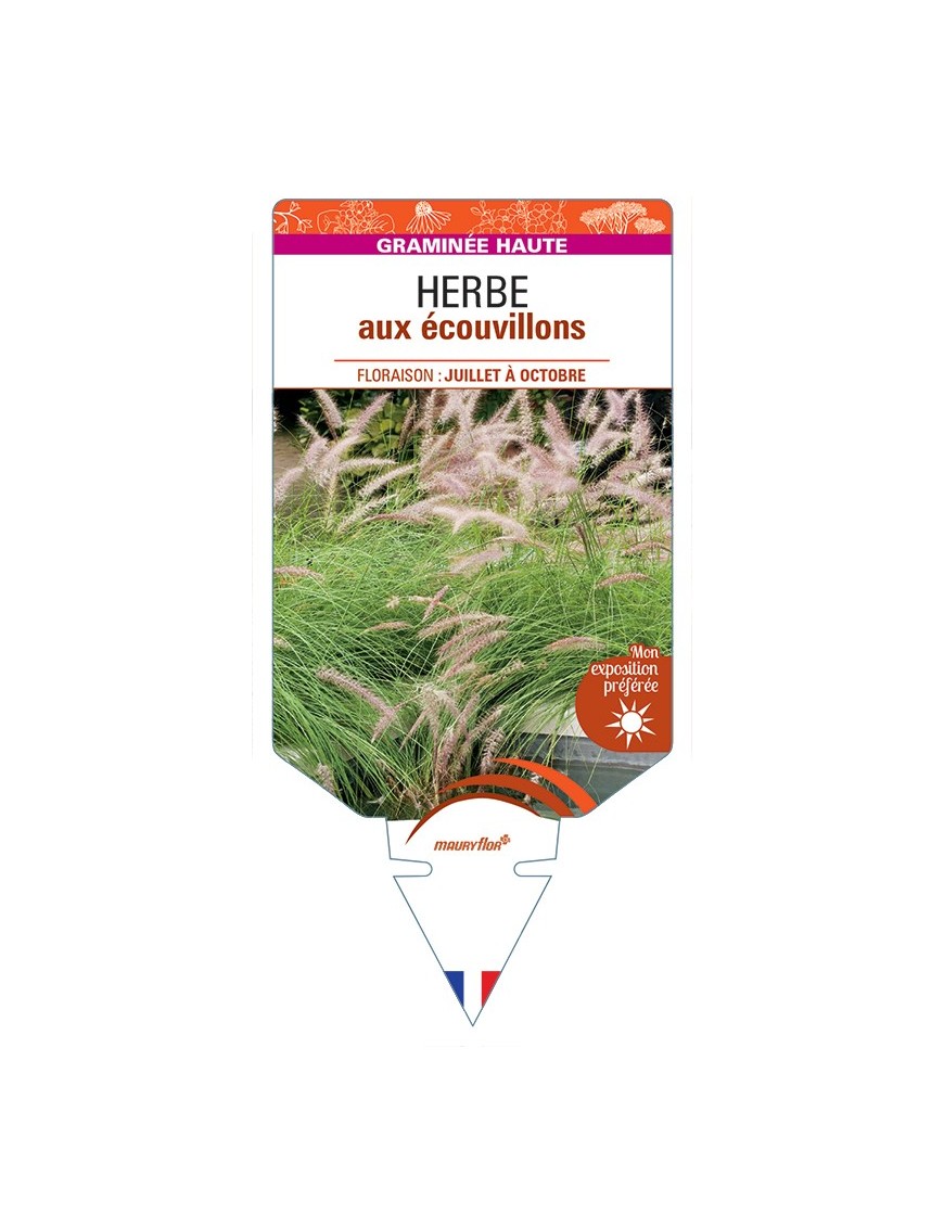 PENNISETUM advena voir Herbe aux écouvillons