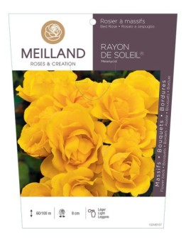 Rosier à massifs RAYON DE SOLEIL ® Meianycid