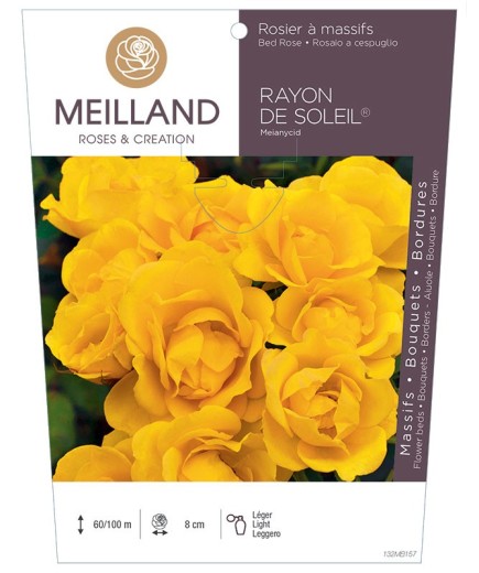 Rosier à massifs RAYON DE SOLEIL ® Meianycid