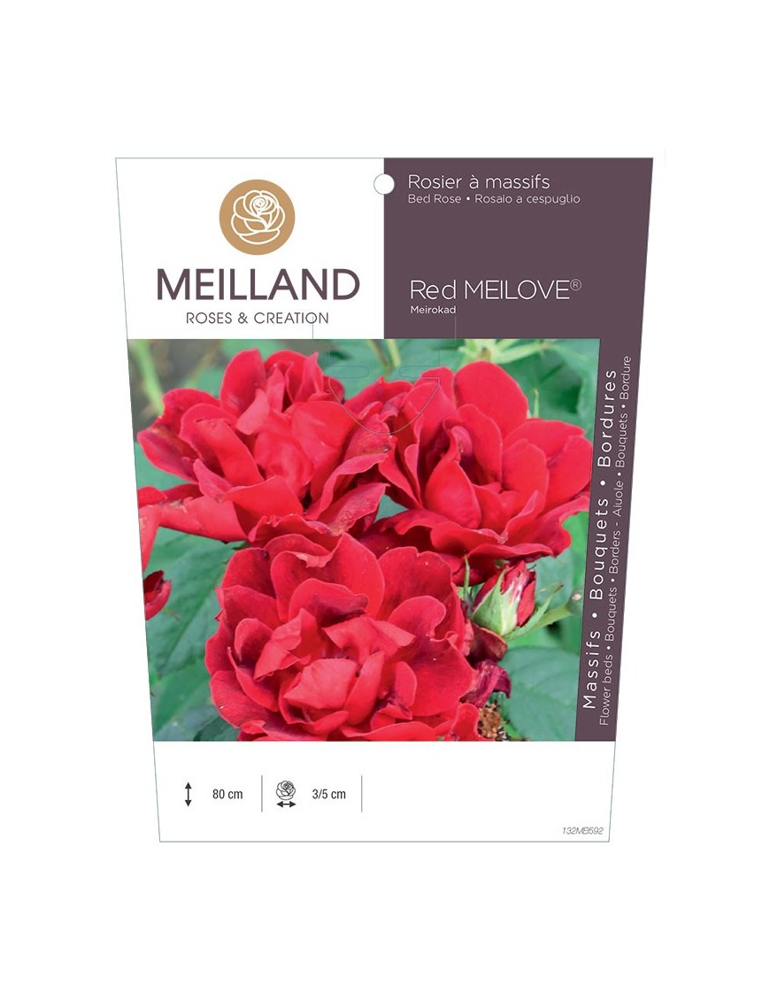 Rosier à massifs Red MEILOVE® Meirokad