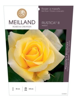 Rosier à massifs RUSTICA® III Meilaocil