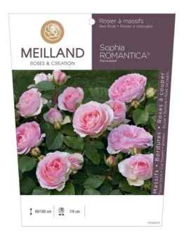 Rosier à massifs SOPHIA ROMANTICA ® Meisselpier