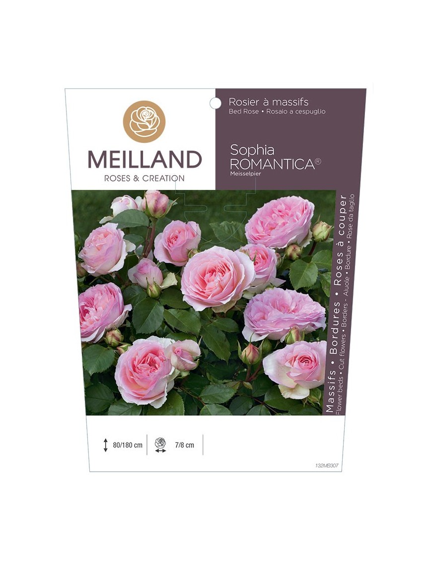 Rosier à massifs SOPHIA ROMANTICA ® Meisselpier