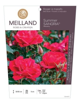Rosier à massifs SUMMER SANGRIA ® Meizilena