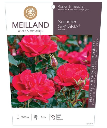 Rosier à massifs SUMMER SANGRIA ® Meizilena