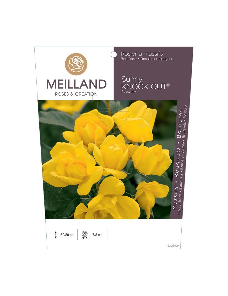 Rosier à massifs SUNNY KNOW OUT ® Radsunny
