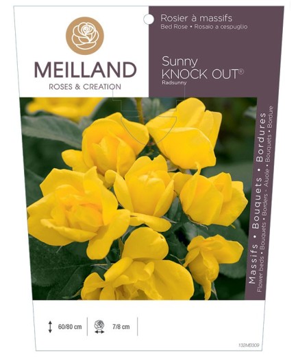 Rosier à massifs SUNNY KNOW OUT ® Radsunny