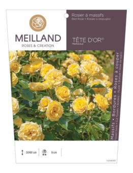 Rosier à massifs TÊTE D'OR ® Meihecluz