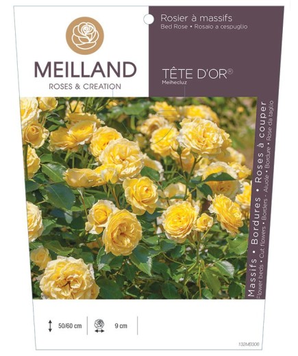 Rosier à massifs TÊTE D'OR ® Meihecluz