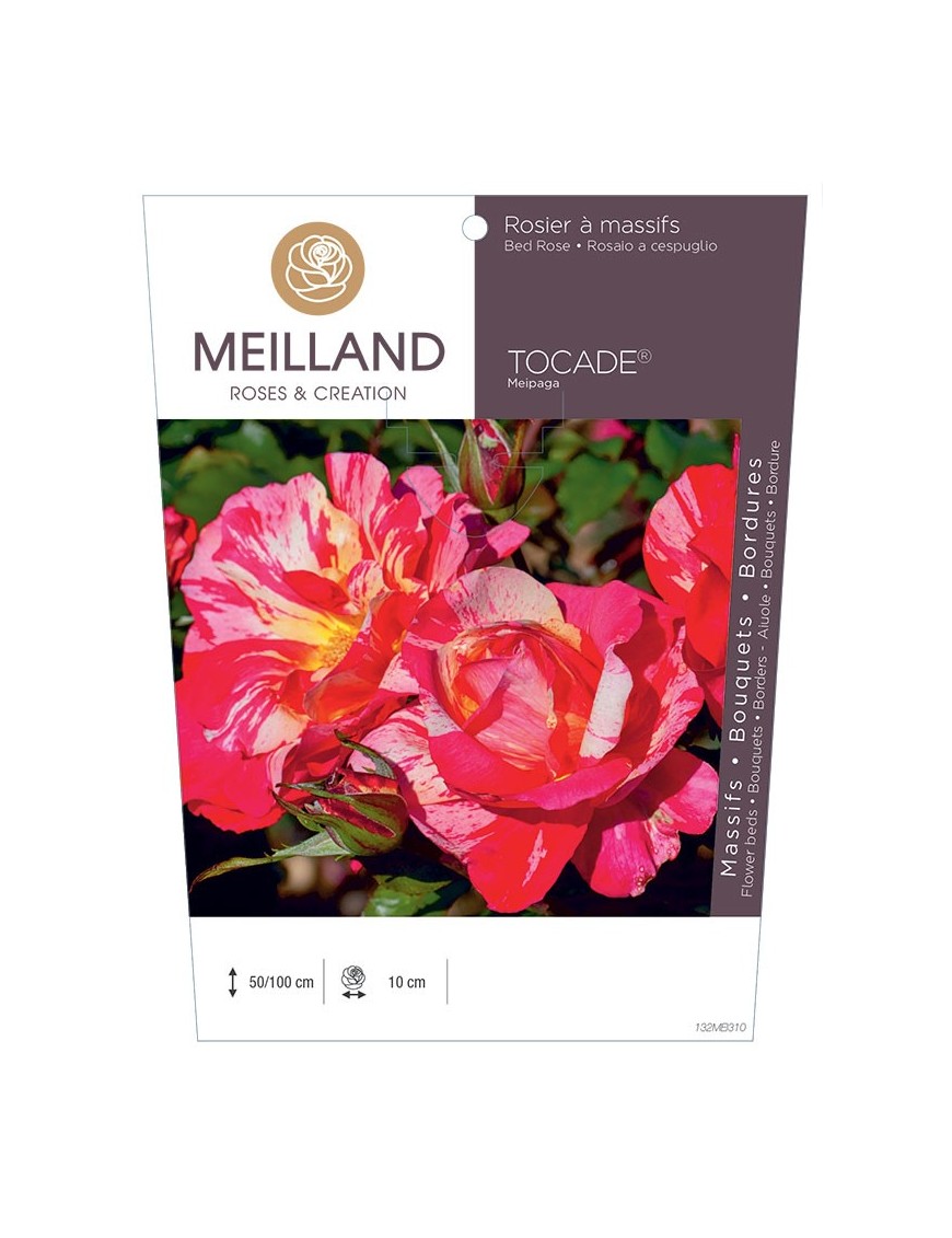Rosier à massifs TOCADE ® Meipaga
