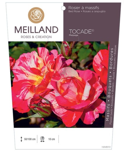 Rosier à massifs TOCADE ® Meipaga