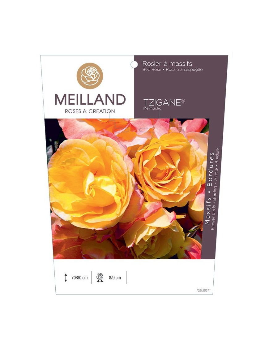 Rosier à massifs TZIGANE® Meimucho