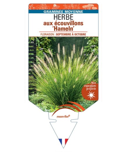 PENNISETUM alopecuroides Hameln voir Herbe aux écouvillons